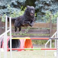 Flying Fred