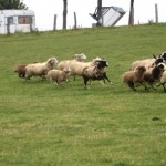 Die armen Schafe